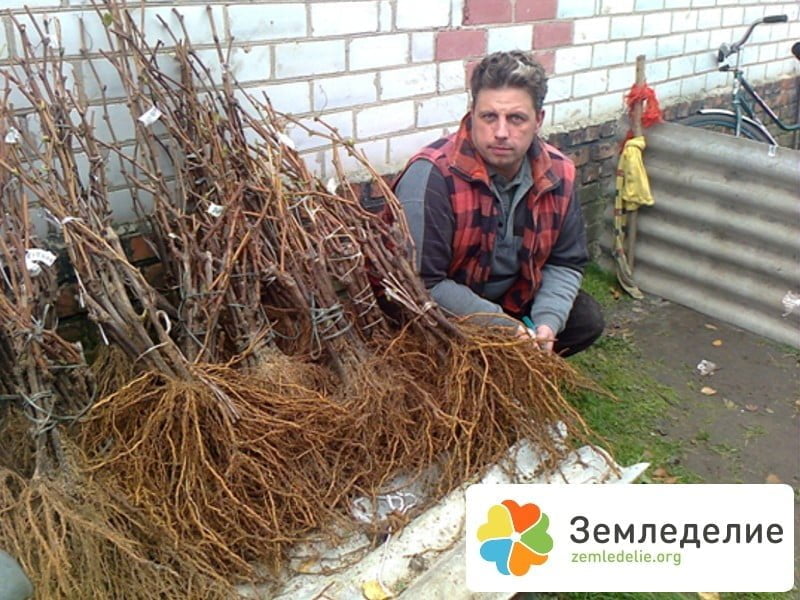 Саженцы винограда от Евгения Пригаровского