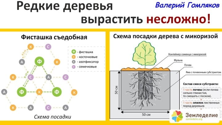 Лесосад вебинар Лесосад вебинар