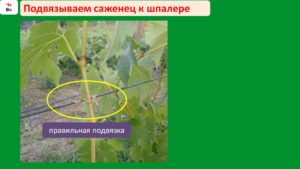 Слайд15