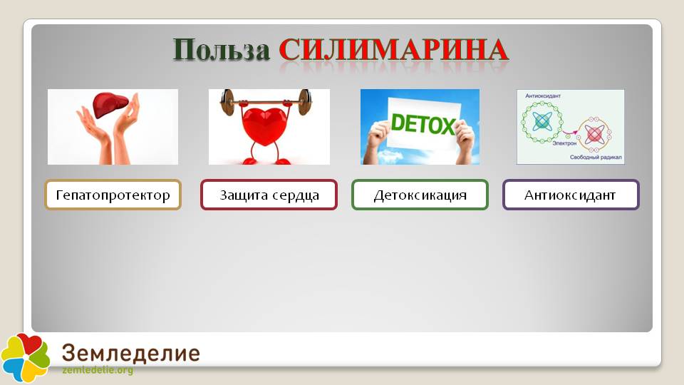 Уникальные свойства расторопши