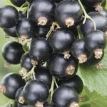 Черная смородина сорт Белорусская Сладкая