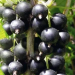Черная смородина сорт Юбилейная Копаня