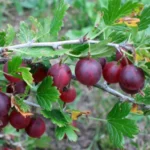 Крыжовник сорт Финик