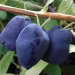 Жимолость сорт Бореал Бьюти Boreal Beauty