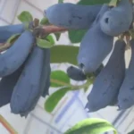 Жимолость сорт Синий утес