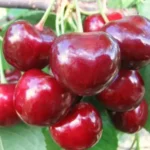 Черешня сорт Крупноплодная