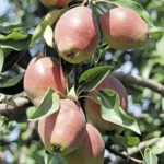 Груша зимняя сорт Киргизская зимняя