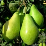 Груша осенняя сорт Ноябрьская