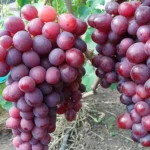Виноград ранний сорт Памяти Учителя столовый