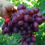 Пример урожая сорт винограда Памяти Учителя