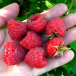Малина сорт Квелли