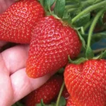 Клубника ранняя сорт Аллегро короткого светового дня