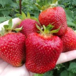 Клубника средне-ранняя сорт Джоли короткого светового дня