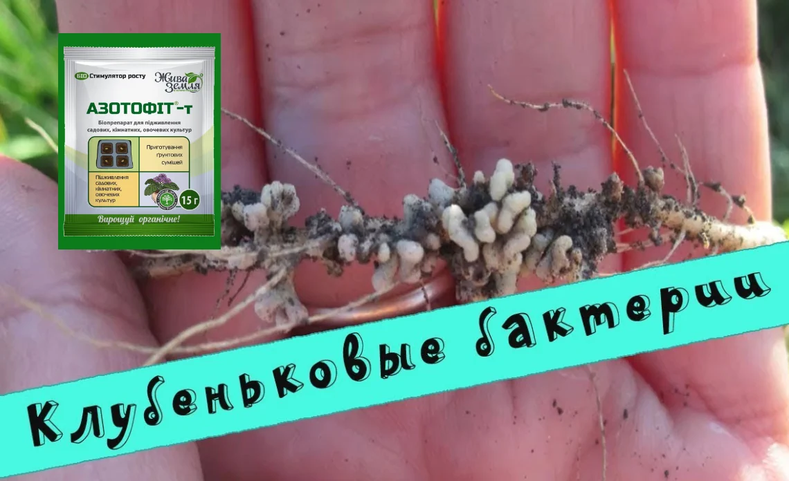 Азотофит статья