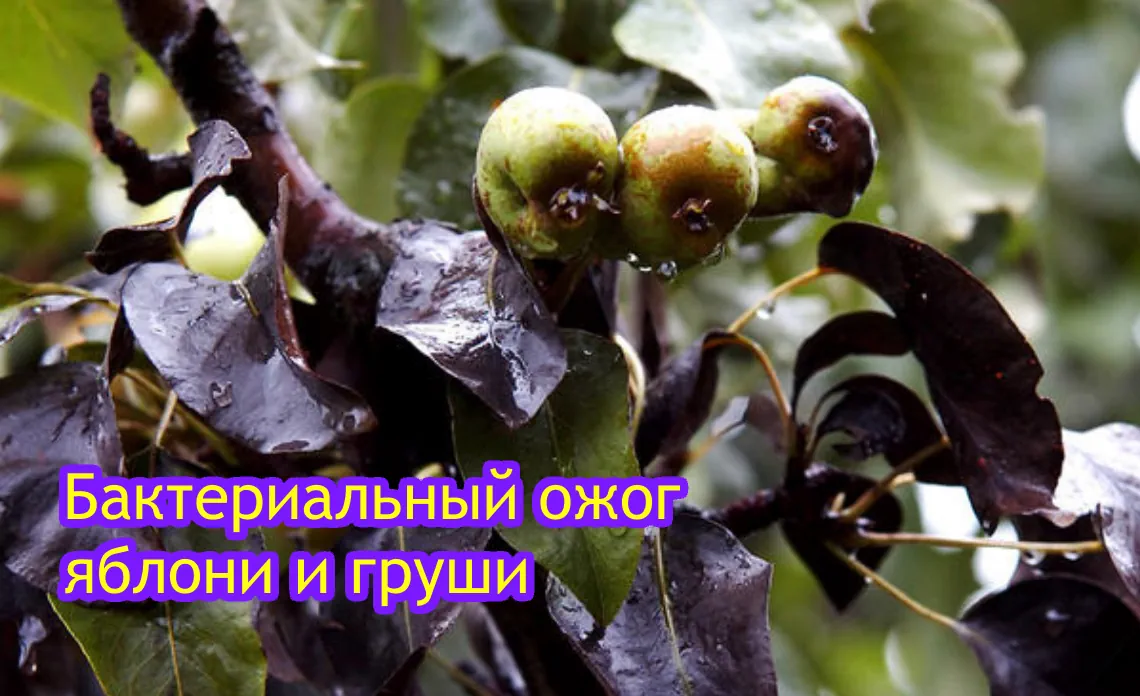 бактериальный ожог болезни садовых культур статья