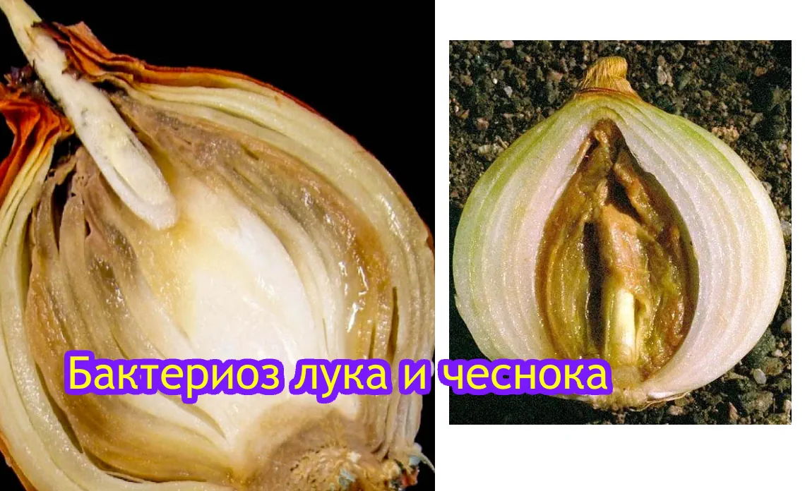 Бактериоз лука и чеснока болезни лука статья