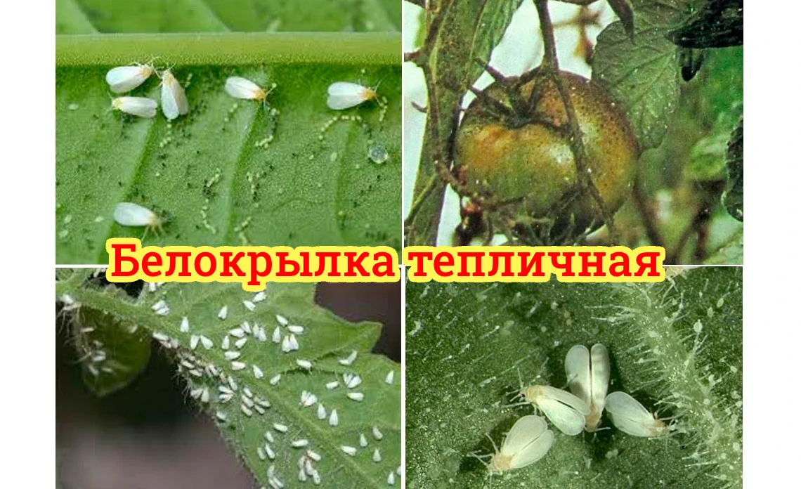 белокрылка тепличная вредители огородных культурпаутинный клещ вредители огородных культур