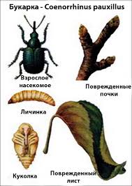 букарка плодовая вредители садовых культур