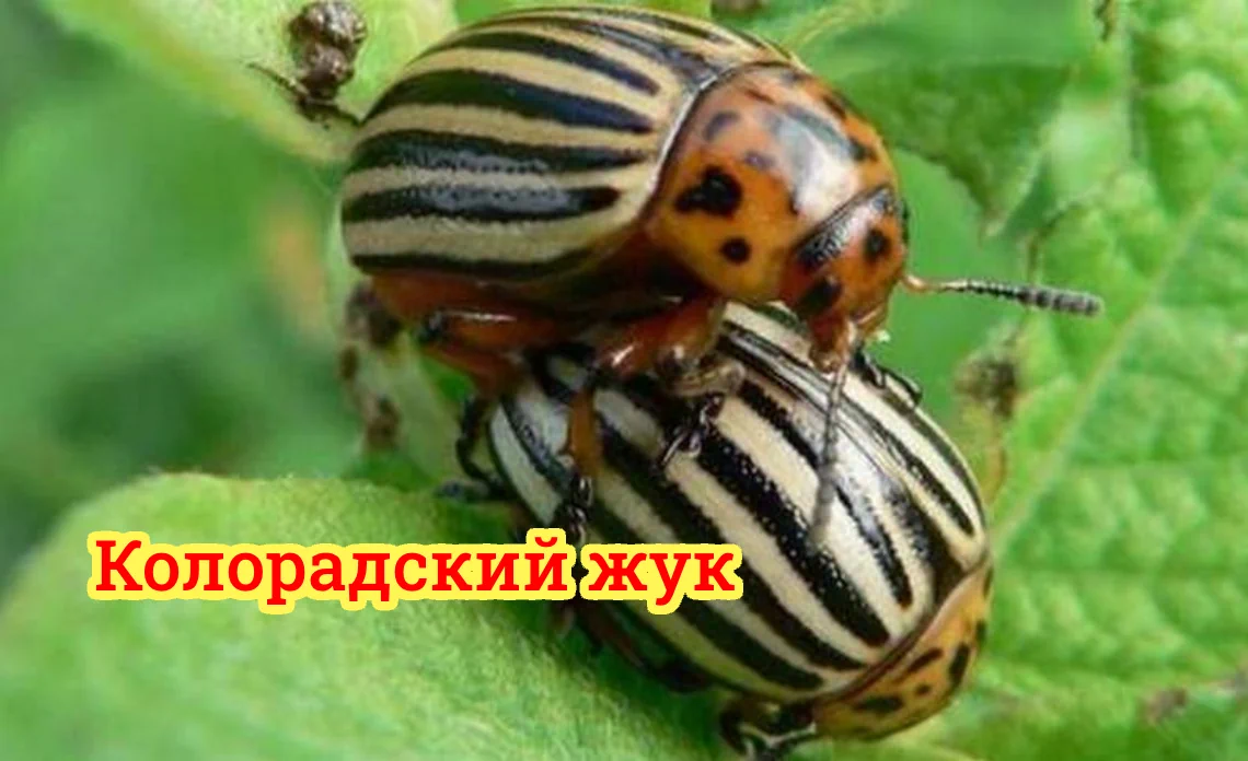 колорадский жук вредители картофеля