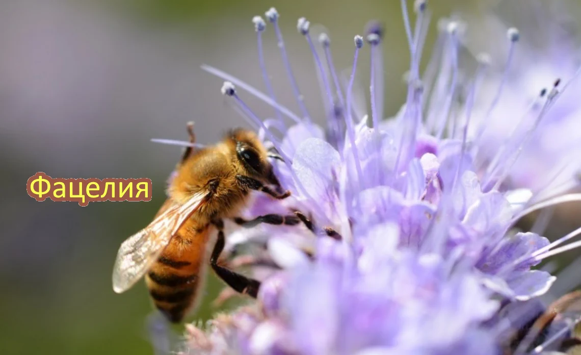 фацелия сидерат статья