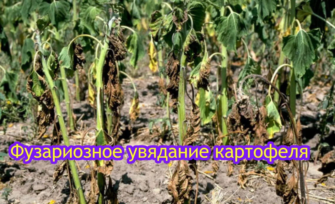фузариозное увядание болезни картофеля статья