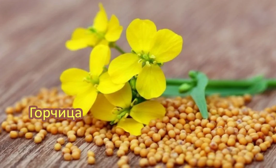 горчица сидерат статья