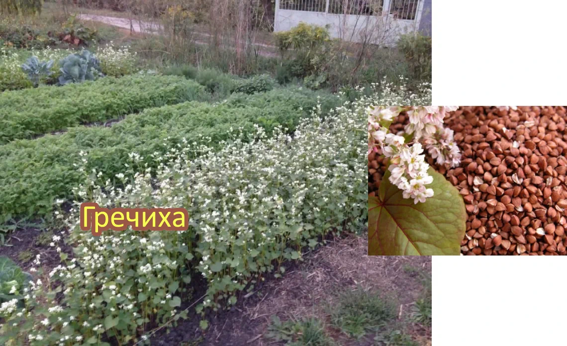 гречиха сидерат статья
