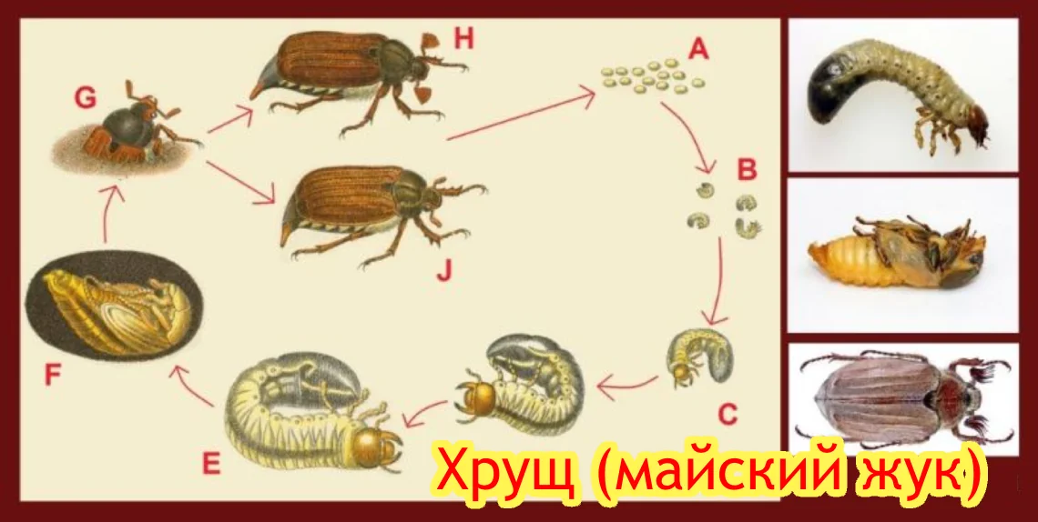 хрущ вредители клубники