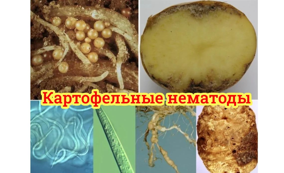 картофельные нематоды вредители картофеля