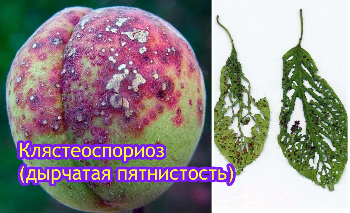 клястеоспориоз болезни персиков статья