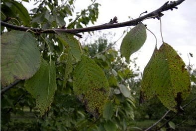 коккомикоз болезни черешни и вишни