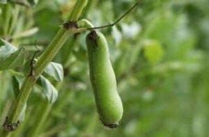 Кормовые бобы сидерат статья