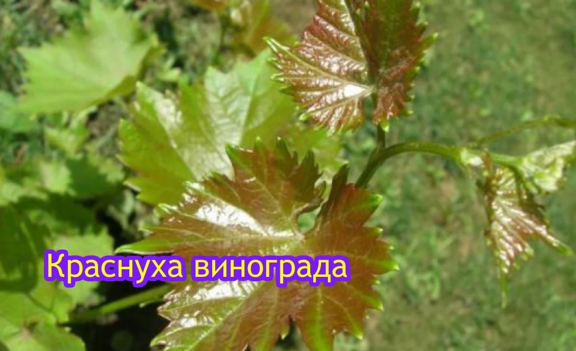 краснуха болезни винограда статья