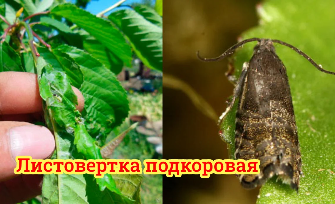 листовертка подкоровая вредители садовых культур