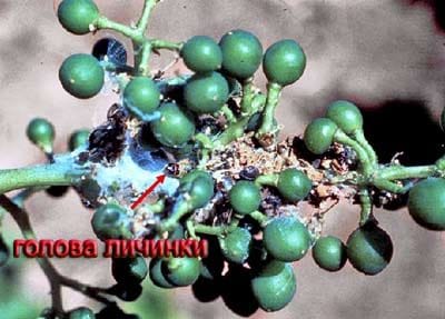 листовертка виноградная вредители винограда