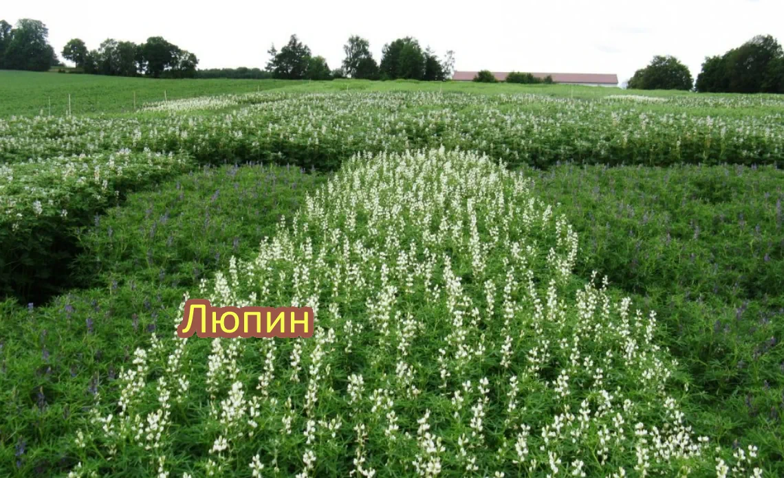 люпин сидерат статья
