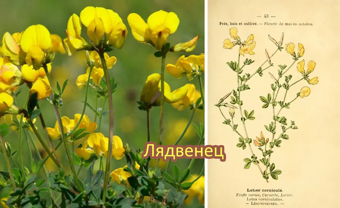 лядвенец сидерат статья