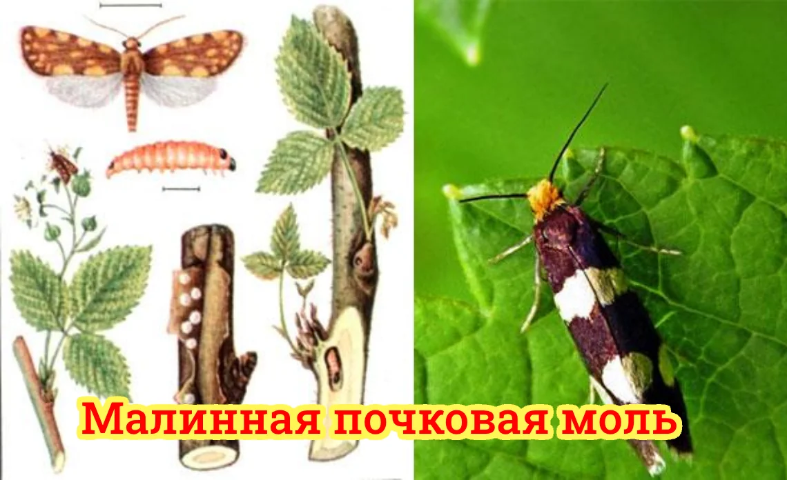 малинная почковая моль вредители ягодных культур