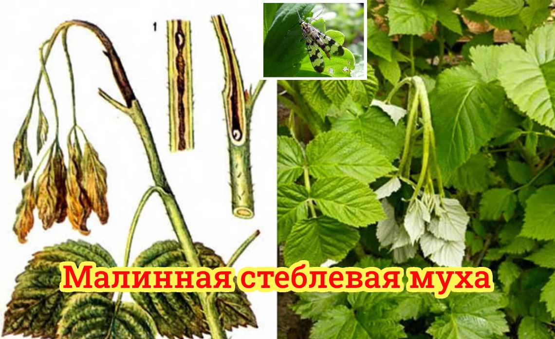 малинная стеблевая муха вредители ягодных культур