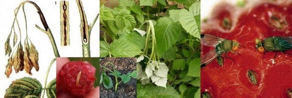 малинная стеблевая муха вредители ягодных культур