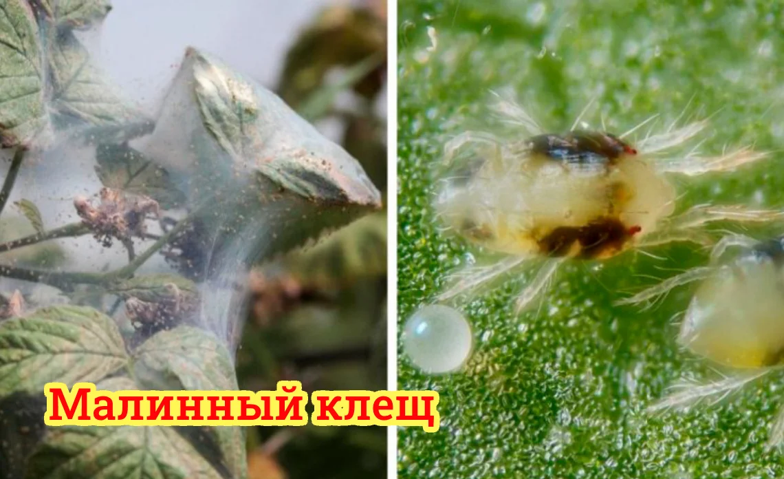 малинный клещ вредители ягодных культур