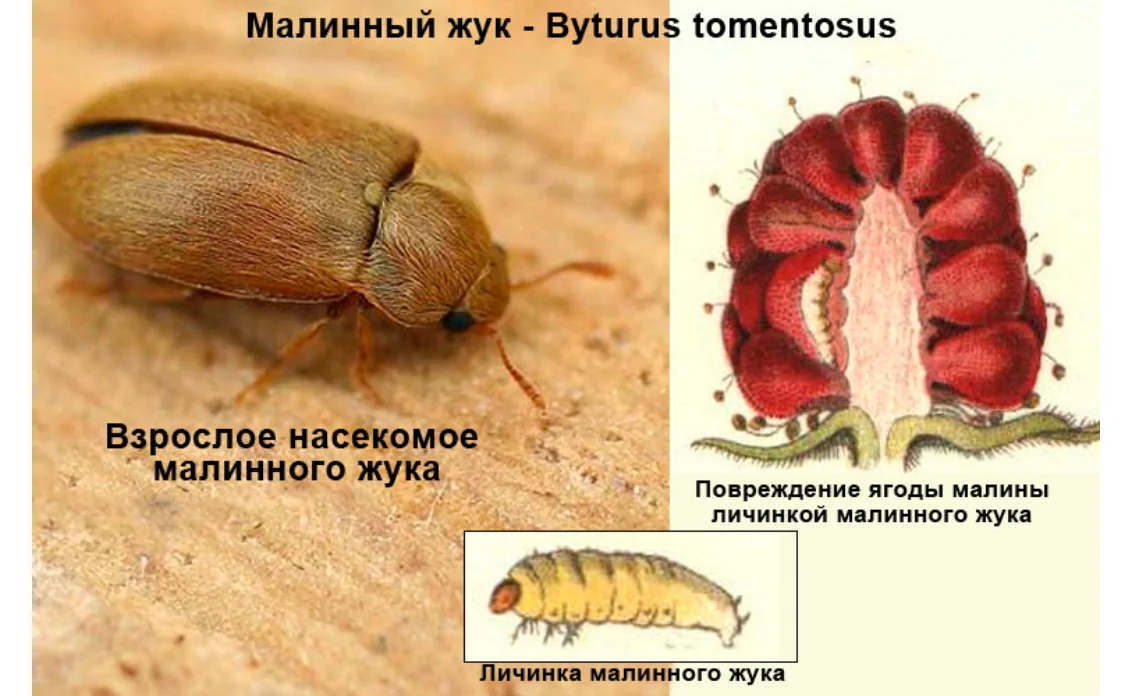 жук малинный вредители ягодных культур