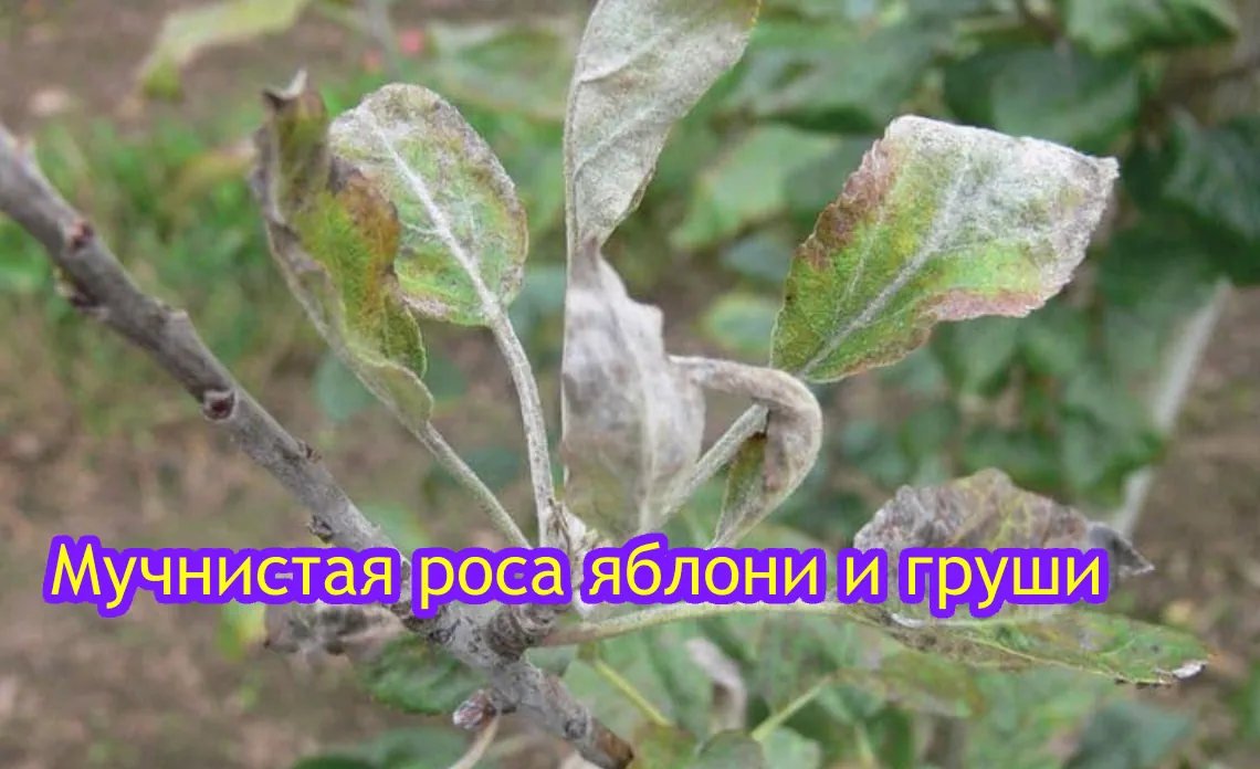 мучнистая роса болезни яблони и груши статья