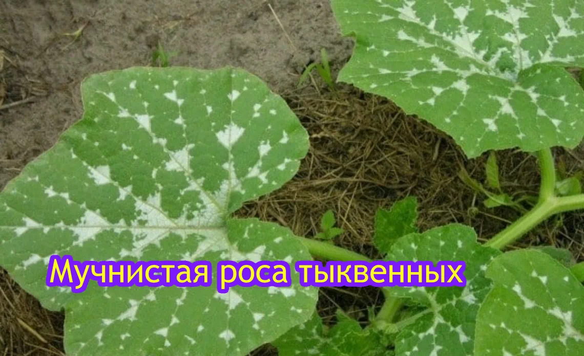 мучнистая роса тыквенных болезни огурца статья