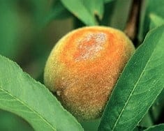 мучнистая роса болезни персика и нектарина