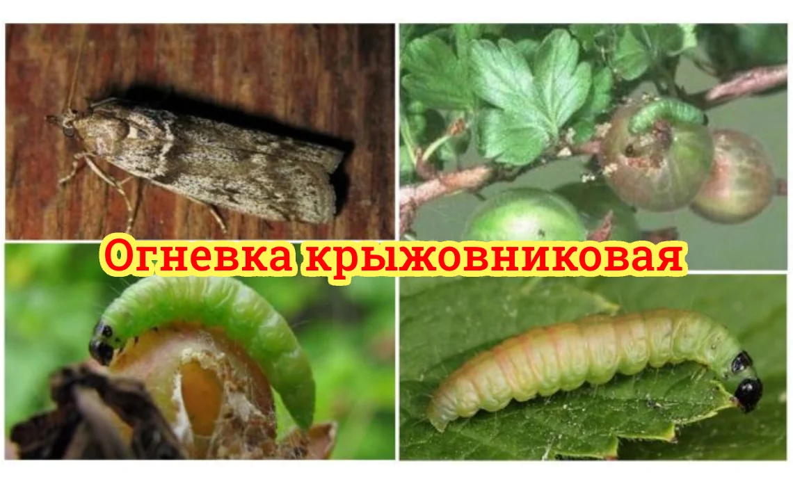 огневка крыжовниковая вредители ягодных культур