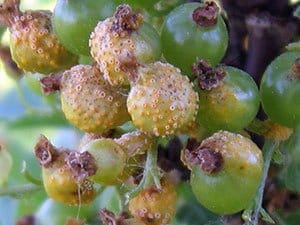 огневка крыжовниковая вредители ягодных культур