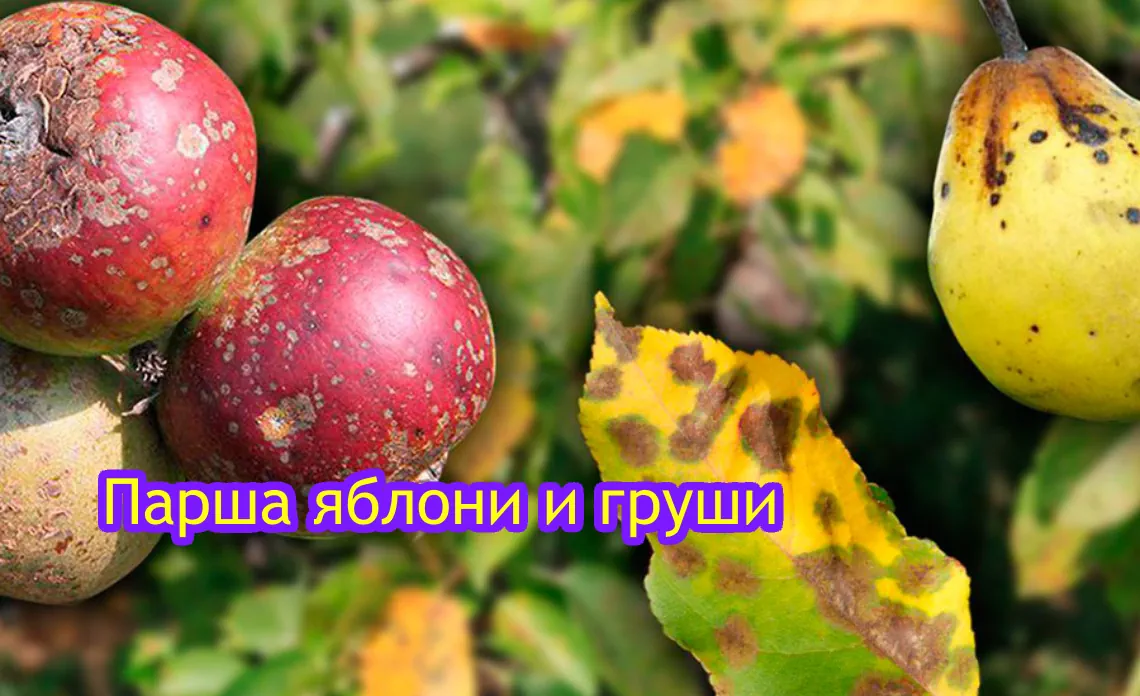 парша болезни яблони и груши статья