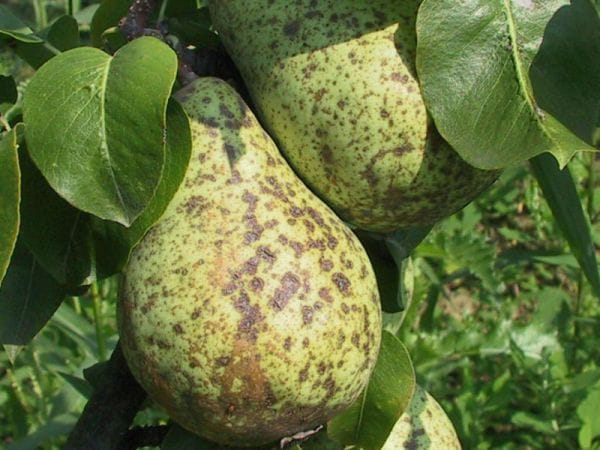 парша болезни яблони и груши