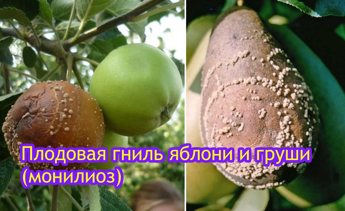 плодвая гниль монилиоз болезни яблонь и груш статья